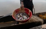 Un pĂȘcheur montre un seau rempli de poissons fraĂźchement pĂȘchĂ©s dans le fleuve Congo Ă Kinshasa, le 27 avril 2026 en RDC