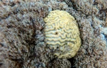 Le corail Unomia stolonifera étouffe les récifs formés par les coraux indigènes, tels que le "corail cerveau", photo prise le 21 avril 2023