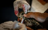 Des vétérinaires hydratent un oisillon de chouette au Centre de sauvetage de la faune sauvage de Margallah, à Islamabad, le 7 juillet 2026 au Pakistan