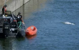 Des membres de l'ONG Sea Shepherd surveillent le béluga, égaré dans la Seine, le 8 août 2022 à l'écluse de Notre-Dame-de-la-Garenne, dans l'Eure