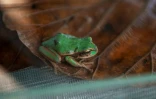 Une grenouille Gatrotheca turnerorum au centre de recherche Jambatu, le 9 novembre 2020 à San Rafael, en Equateur