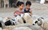Des enfants regardent les moutons à un marché aux bestiaux de la région de l'Ariana,  avant la fête musulmane de l'Aïd al-Adha, le 21 juin 2023 à Tunis