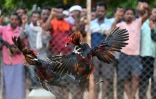 Un combat de coqs lors d'une foire locale à Katekalyan, dans l'état  de Chhattisgarh, le 16 avril 2024 en Inde