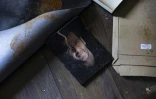 Photographie de Maher al-Assad dans sa villa pillée du quartier de Yaafour à Damas, le 23 décembre 2024