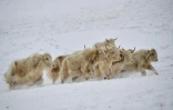 Un troupeau de yaks blancs dans un pâturage enneigé à 3 000 mètres d'altitude dans les montagnes reculées du Kirghizistan, le 2 février 2026