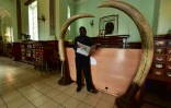 Deux défenses d'éléphant accueillent les visiteurs à l'entrée de la bibliothèque McMillan, le 27 juillet 2018 à Nairobi, au Kenya