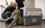 Le vétérinaire Benoît Quintard, directeur du Parc zoologique de Mulhouse, tient Khala, une panthère femelle de l'Amour, après une procédure d'insémination artificielle, le 9 octobre 2025