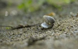 Une coquille de corbicule, aussi appelée palourde asiatique, dans le lit de la Loire le 27 juillet 2022 à Vouvray, en Indre-et-Loire
