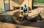 Osman Salih, le fondateur du "Sudan animal rescue center", est assis près de lionnes et de lionceaux dans la réserve d'Al-Baguir, au sud de la capitale Khartoum, le 28 février 2022
