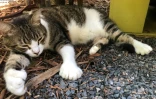 Billy Holliday, l'un des chats à six doigts de la "Ernest Hemingway Home and Museum", à Key West, en Floride, le 30 août 2020 