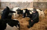 Steven Clews (d) participe à une séance de "câlins avec une vache" à la ferme Dumble, le 29 novembre 2023 à Arram, dans le nord-est de l'Angleterre