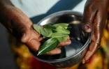 Alice Chenyika, 50 ans, soigne désormais son hypertension avec des plantes, faute de pouvoir payer les médicaments dont elle a besoin, à Harare le 5 novembre 2018