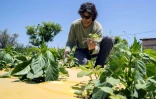 Dotan Goshen, dans la ferme biologique dans le kibboutz de Hama'apil, au centre d'Israël, qu'il possède, le 8 mai 2017