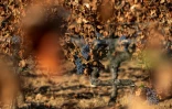 Des vignes brûlées par de récents incendies, dans le vignoble de la coopérative viticole de Correns, le 17 août 2026 dans le Var