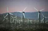Un champ d'éoliennes, le 22 avril 2016 à San Gorgonio Pass, près de Palm Springs, en Californie