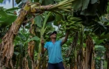 Le travailleur agricole Pedro Fletes dans une plantation de bananiers à Chinandenga, le 11 mai 2022 au Nicaragua