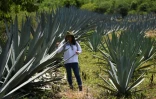 Sosima Olivera, membre d'un collectif qui gère la fabrique de mezcal Tres Colibries au milieu d'un champ d'agave à Villa Sola de Vega, dans l'État d'Oaxaca, au Mexique, le 26 juillet 2022