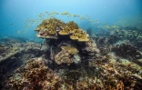 Des poissons nagent au milieu des coraux, le 25 novembre 2021 au large des îles Phi Phi en Thaïlande