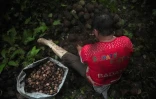 Jorge Lengua ouvre des coques de noix du Brésil avec une machette dans la forêt amazonienne, près de Luz de America,le 14 février 2023 en Bolivie 