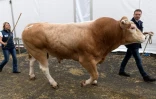 Un bovin est déplacé lors de l'édition 2019 du Sommet de l'élevage à Cournon-d'Auvergne, le 2 octobre 2019