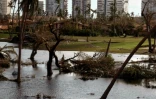 Des arbres arrachés après le passage de l'ouragan Otis, le 27 octobre 2023 à Acapulco 