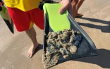 Un maître-nageur sauveteur montre des physalies ramassées sur la plage, le 4 août 2025 à Hendaye, dans les Pyrénées-Atlantiques