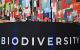 Au sommet de la COP 16 le 25 février 2025 à Rome