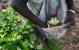Une cueilleuse récolte des fleurs de jasmin dans un champ près de Madurai, en Inde, le 27 juin 2023