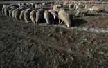 Des moutons mangent des graines de coton car le sol est trop sec pour permettre au gazon de pousser le 7 août 2018 à Duri, en Nouvelle-Galles du Sud, Australie