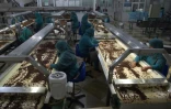 Des femmes afghanes travaillent dans une usine de fabrication de raisin Ă Kaboul, le 22 octobre 2017