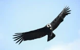 Un condor des Andes vole au-dessus du parc national de Purace, en Colombie, le 13 février 2021