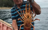 Le pêcheur Wilson Gonzalez montre une langouste de l'ïle Robinson Crusoë, le 30 janvier 2019 dans l'archipel chilien Juan Fernandez