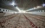 Elevage de poulets dans une ferme associée à Valentine Chickens le 11 juillet 2017