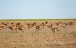 Des antilopes saïgas courent dans la steppe près d'Almaty, le 28 mai 2021 au Kazakhstan