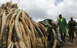 Des membres du Service kényan de la faune (KWS) forment les tas de défenses d'éléphants devant être brûlées, dans le parc national de Nairobi le 28 avril 2016