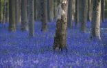 Si la forêt de hêtres, plantée après la Première Guerre mondiale, a moins d'un siècle, il a fallu des centaines d'années pour que les jacinthes bleues parviennent à recouvrir un tel espace.