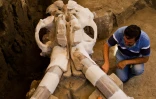 L'archéologue mexicain, Luis Cordoba, travaille sur le crâne gigantesque d'un mammouth vieux de 14.000 ans, le 24 juin 2016 à Tultepec