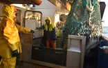 Des pêcheurs récupèrent des poissons  à bord du chalutier "Le Marmouset III", dans les eaux anglaises de la Manche, le 28 septembre 2020