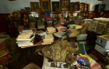 Une tête de lion empaillée en piteux état et des piles de livres à la bibliothèque McMillan datant de l'époque coloniale, le 24 juillet 2018 à Nairobi, au Kenya