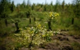 Un jeune chêne pousse dans l'un des champs où plusieurs centaines de milliers d'arbres sont plantés pour reboiser la zone de "La Forêt de Maubuisson" à Méry-sur-Oise, au nord-ouest de Paris, le 29 avril 2025