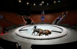 Le dresseur français lors d'une séance de travail avec des bisons d'Europe au Grand cirque de Moscou, le 1er octobre 2026