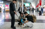 Des voyageurs caressent Alita, une chienne de thérapie pour réconforter les passagers stressés avant leur embarquement à l'aéroport d'Istanbul, le 3 mai 2024 en Turquie