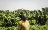 L'agriculteur Malik Guni dans une ferme urbaine dans le quartier d'affaires d'Abuja, le 23 mai 2025 au Nigeria
