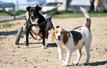 Des chiens handicapés, pensionnaires du refuge et centre de soins Suzi Handicap à Montreuil-au-Houlme, le 18 mars 2025 dans l'Orne