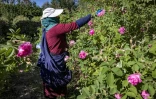 Une femme récolte des roses de Damas à Kelaat Mgouna (Maroc), le 26 avril 2021