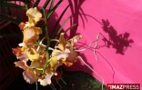4ème édition du Festi-Plantes au Parc du Colosse à Saint-André (photo: Thomas Vitry)