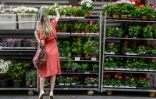 Une cliente choisi des plantes à l'extérieur d'un supermarché à Paris le 17 avril 2020