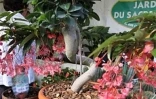 4ème édition du Festi-Plantes au Parc du Colosse à Saint-André (photo: Thomas Vitry)