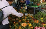 4ème édition du Festi-Plantes au Parc du Colosse à Saint-André (photo: Thomas Vitry)