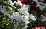 4ème édition du Festi-Plantes au Parc du Colosse à Saint-André (photo: Thomas Vitry)